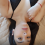 nyxaria1